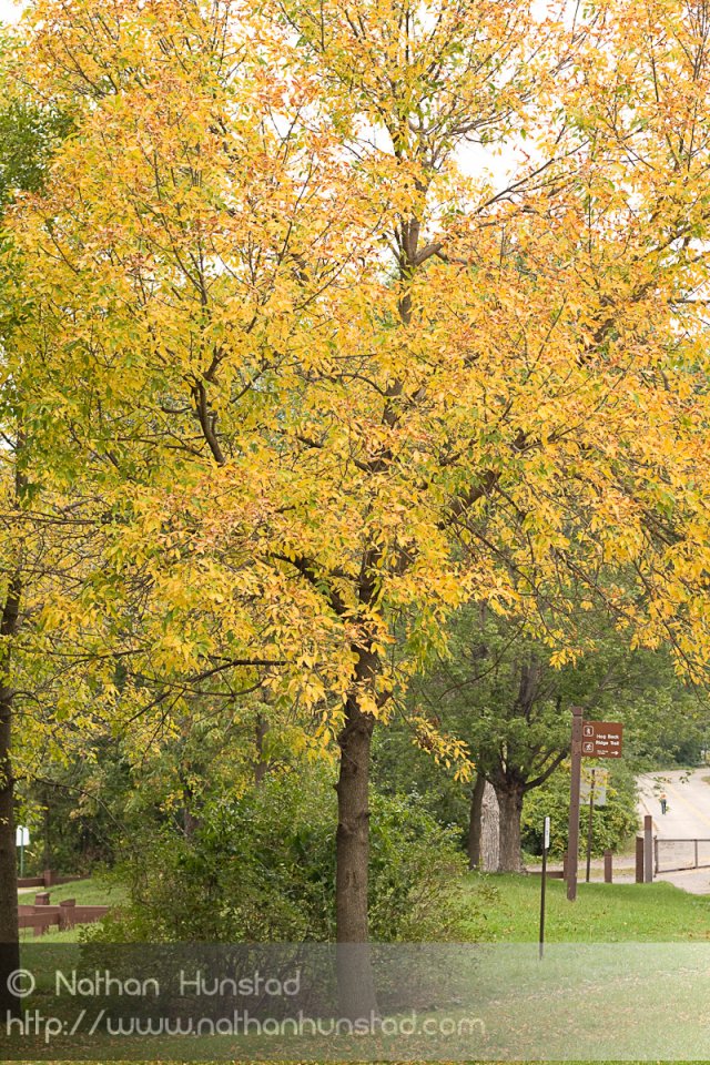 Tree_2008-09-27_IMG_2126